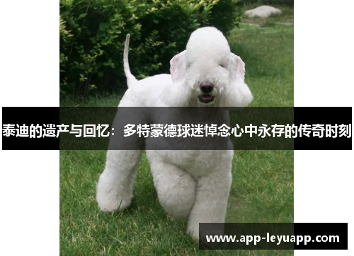 泰迪的遗产与回忆：多特蒙德球迷悼念心中永存的传奇时刻